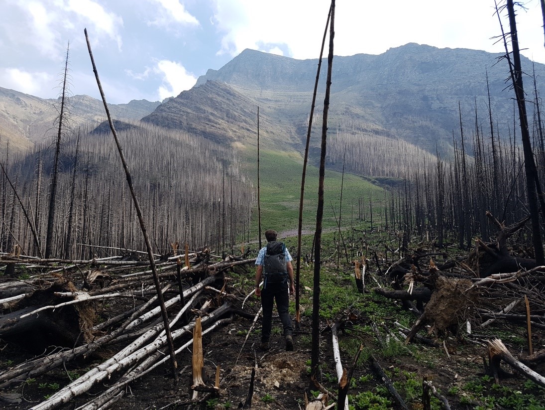 Avalanche Path Wildfire 